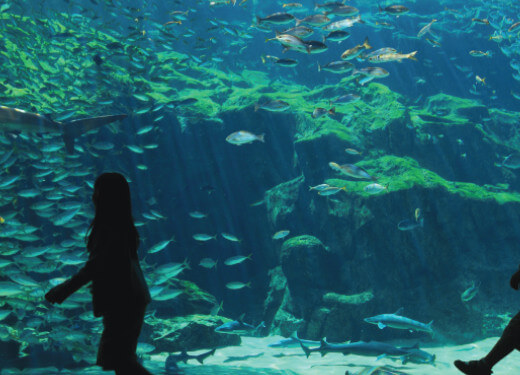 Kujukushima Aquarium Umi-kirara