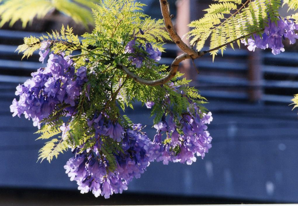 The Obama Onsen Jacaranda Flower Festival