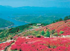 Nagushiyama Azalea Festival