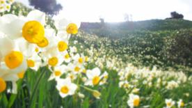 Nomozaki Daffodil Festival