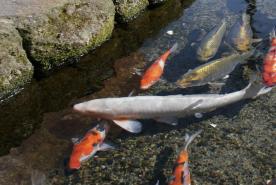 City of Swimming Carp