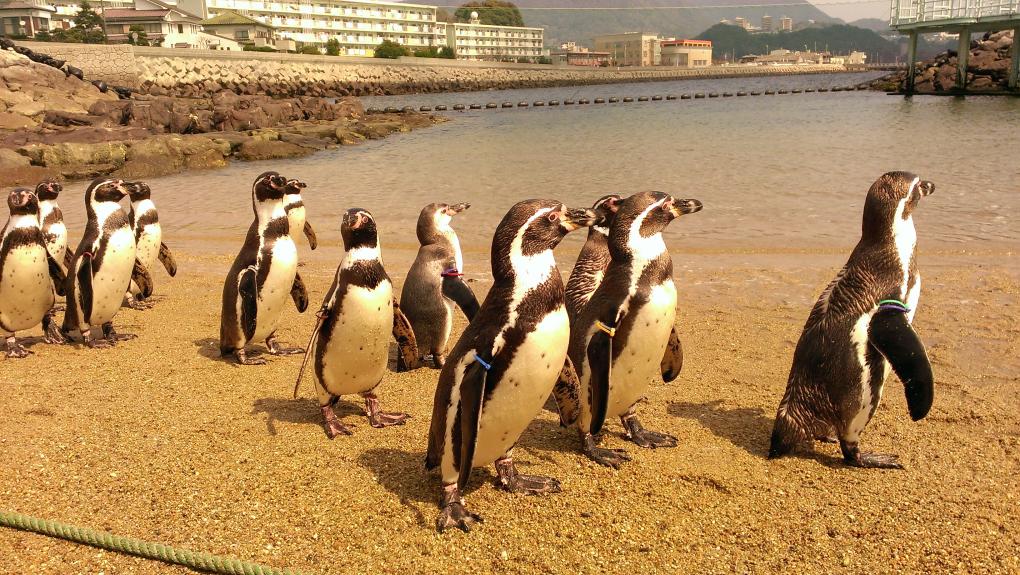Nagasaki Penguin Aquarium