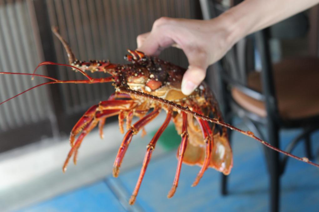 Spiny Lobster Festival, Nomozaki