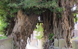 Akou Tree in Narao Shrine