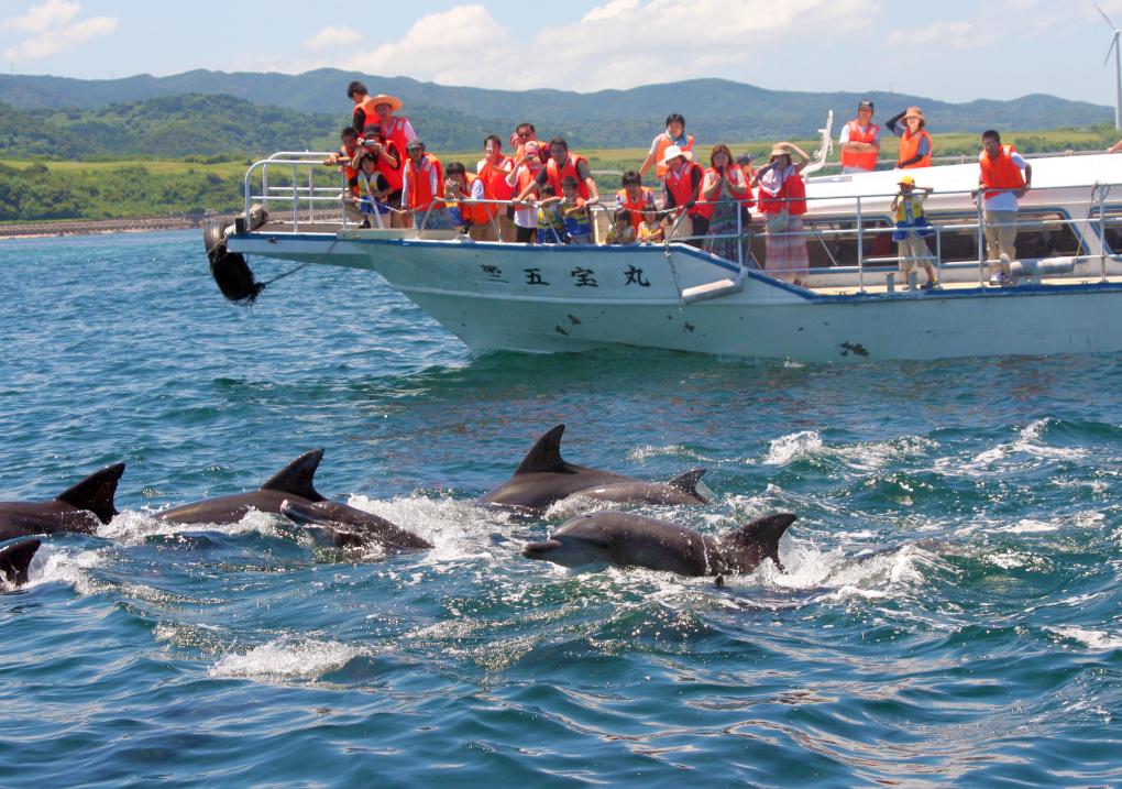 Dolphin Watching (from Kazusa)