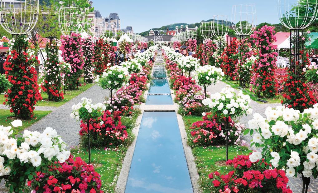 The Rose Festival