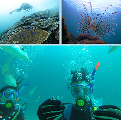 Goto Diving Experiences