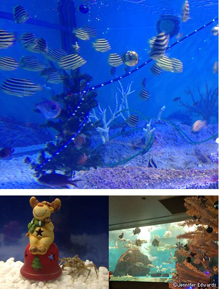 Penguin Aquarium